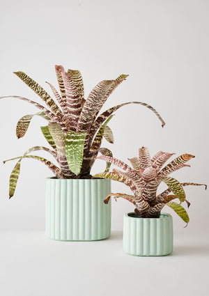 ANGUS & CELESTE Modular Stack Planter - Mint POT - Zabecca Living