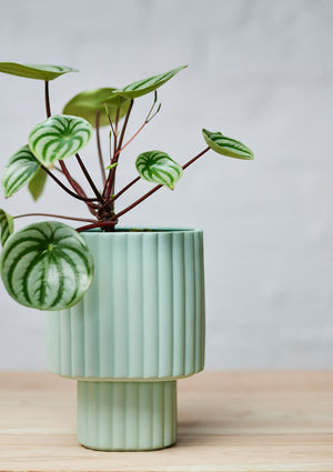 ANGUS & CELESTE Modular Stack Planter - Mint POT - Zabecca Living