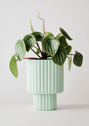ANGUS & CELESTE Modular Stack Planter - Mint POT - Zabecca Living