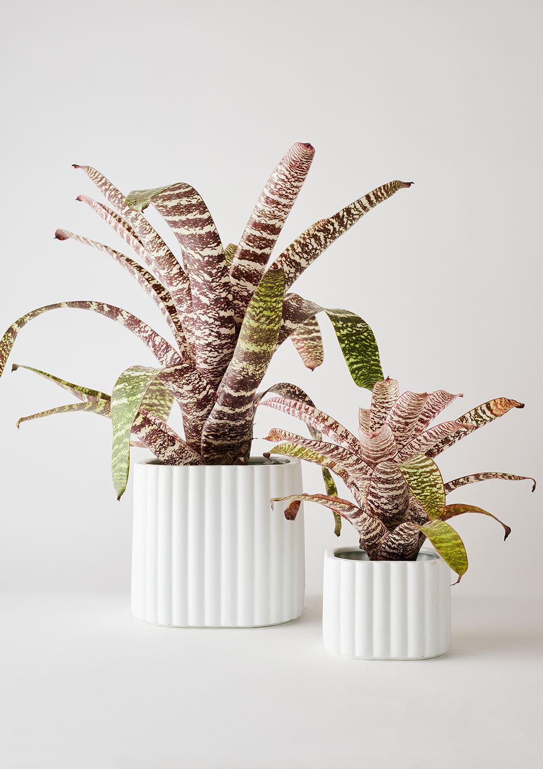 ANGUS & CELESTE Modular Stack Planter - White POT - Zabecca Living