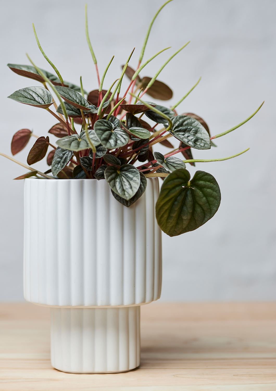 ANGUS & CELESTE Modular Stack Planter - White POT - Zabecca Living