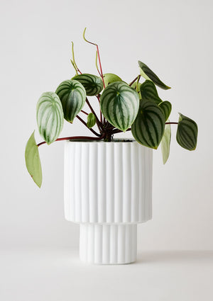 ANGUS & CELESTE Modular Stack Planter - White POT - Zabecca Living