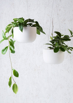 ANGUS & CELESTE Raw Earth Hanging Planter Mid - Chalk White POT - Zabecca Living