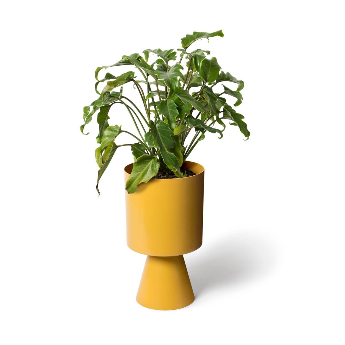 LIGHTLY Palm Springs Medium Planter - Turmeric Planter - Zabecca Living