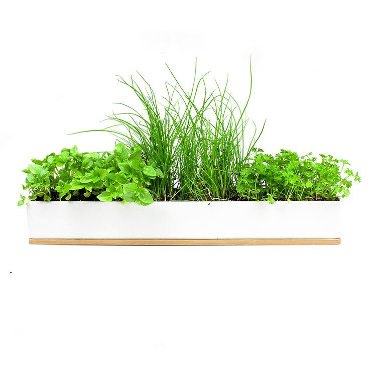 URBAN GREENS Micro Herbs Windowsill Grow Kit GROW KIT - Zabecca Living