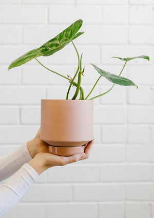 ANGUS & CELESTE Collectors Gro Pot Medium - Ochre POT - Zabecca Living