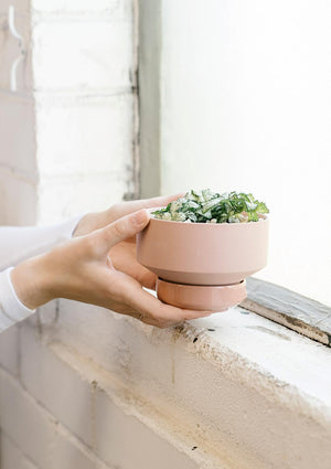ANGUS & CELESTE Collectors Gro Pot Small - Ochre POT - Zabecca Living