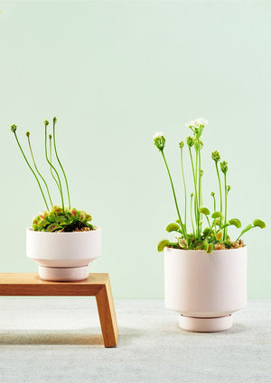 ANGUS & CELESTE Collectors Gro Pot Small - Soft Pink POT - Zabecca Living