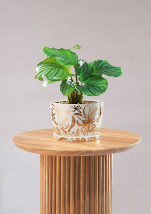 ANGUS & CELESTE Decorative Plant Pot - Gold Garden POT - Zabecca Living