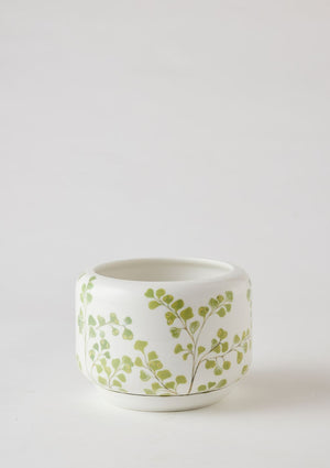 ANGUS & CELESTE Decorative Succulent Pot - Maiden Fern POT - Zabecca Living