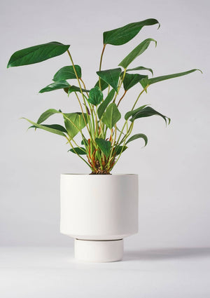 ANGUS & CELESTE Gro Pot Large - White Planter - Zabecca Living