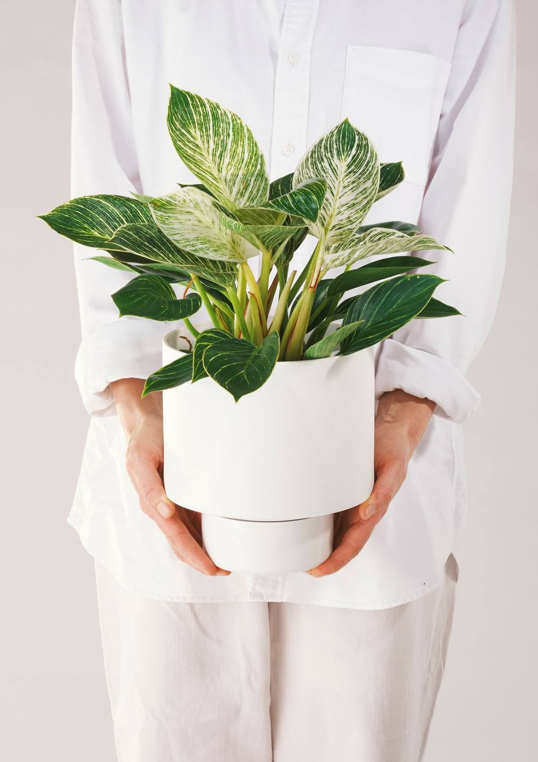 ANGUS & CELESTE Gro Pot Large - White Planter - Zabecca Living