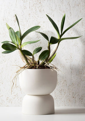 ANGUS & CELESTE Raw Earth Plant Stand Pot - Chalk White Planter - Zabecca Living