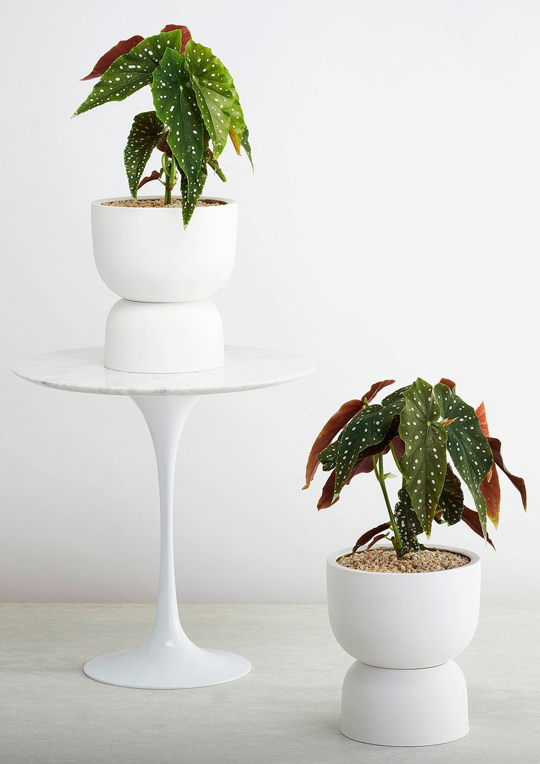 ANGUS & CELESTE Raw Earth Plant Stand Pot - Chalk White Planter - Zabecca Living