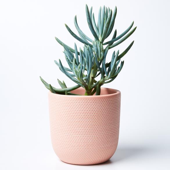 JONES & CO Large Tweed Pot - Nectarine POT - Zabecca Living