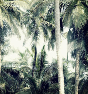 STONEMEN Boxer Brief - Shady Palms MENS UNDERWEAR - Zabecca Living