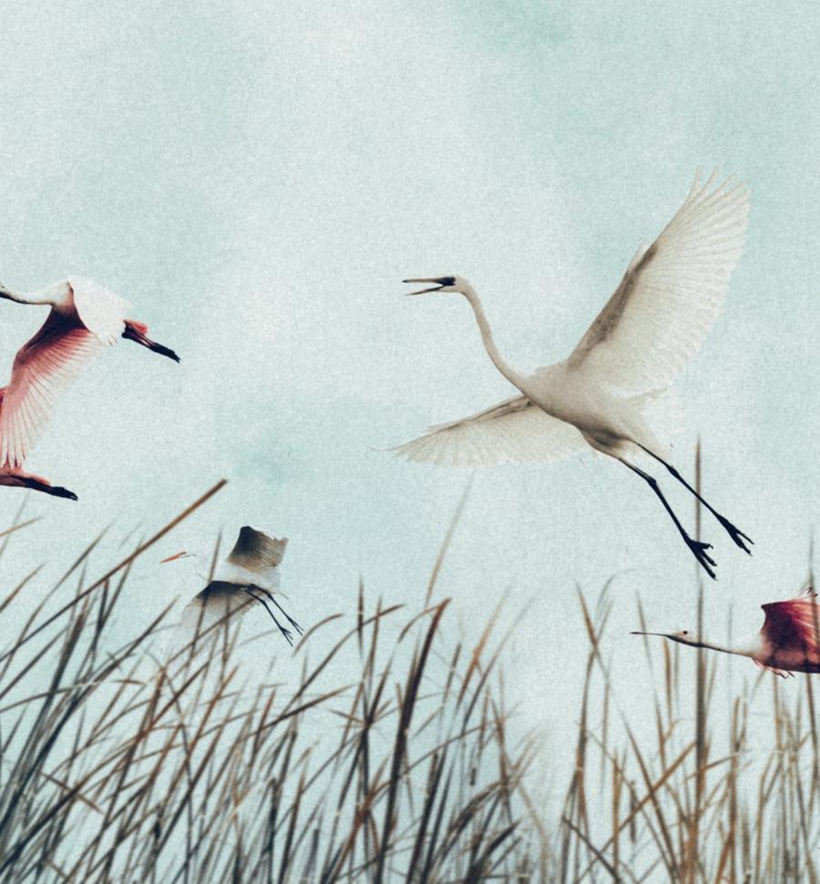 STONEMEN Cheeky Brief - Birds UNDERWEAR - Zabecca Living