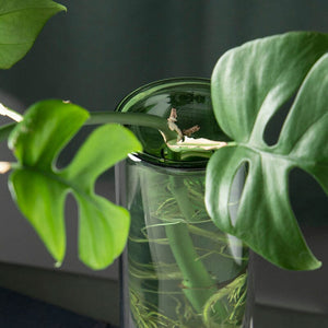 STUDIO MILLIGRAM Organic Interior Propagation Vase - Green VASE - Zabecca Living