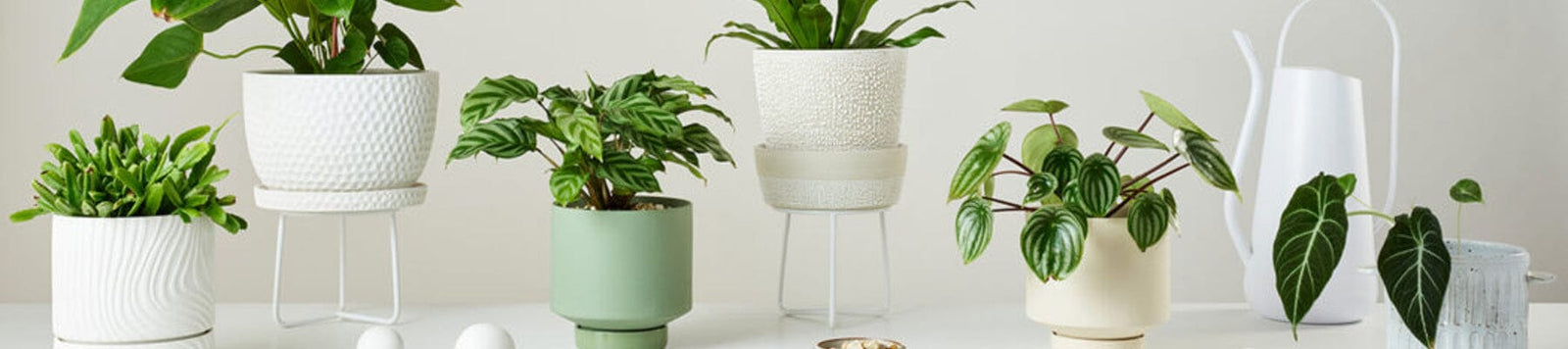 ANGUS & CELESTE-Zabecca Living