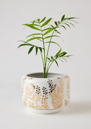 ANGUS & CELESTE Decorative Succulent Pot - Golden Wattle POT - Zabecca Living
