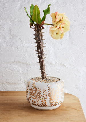 ANGUS & CELESTE Decorative Succulent Pot - Golden Wattle POT - Zabecca Living