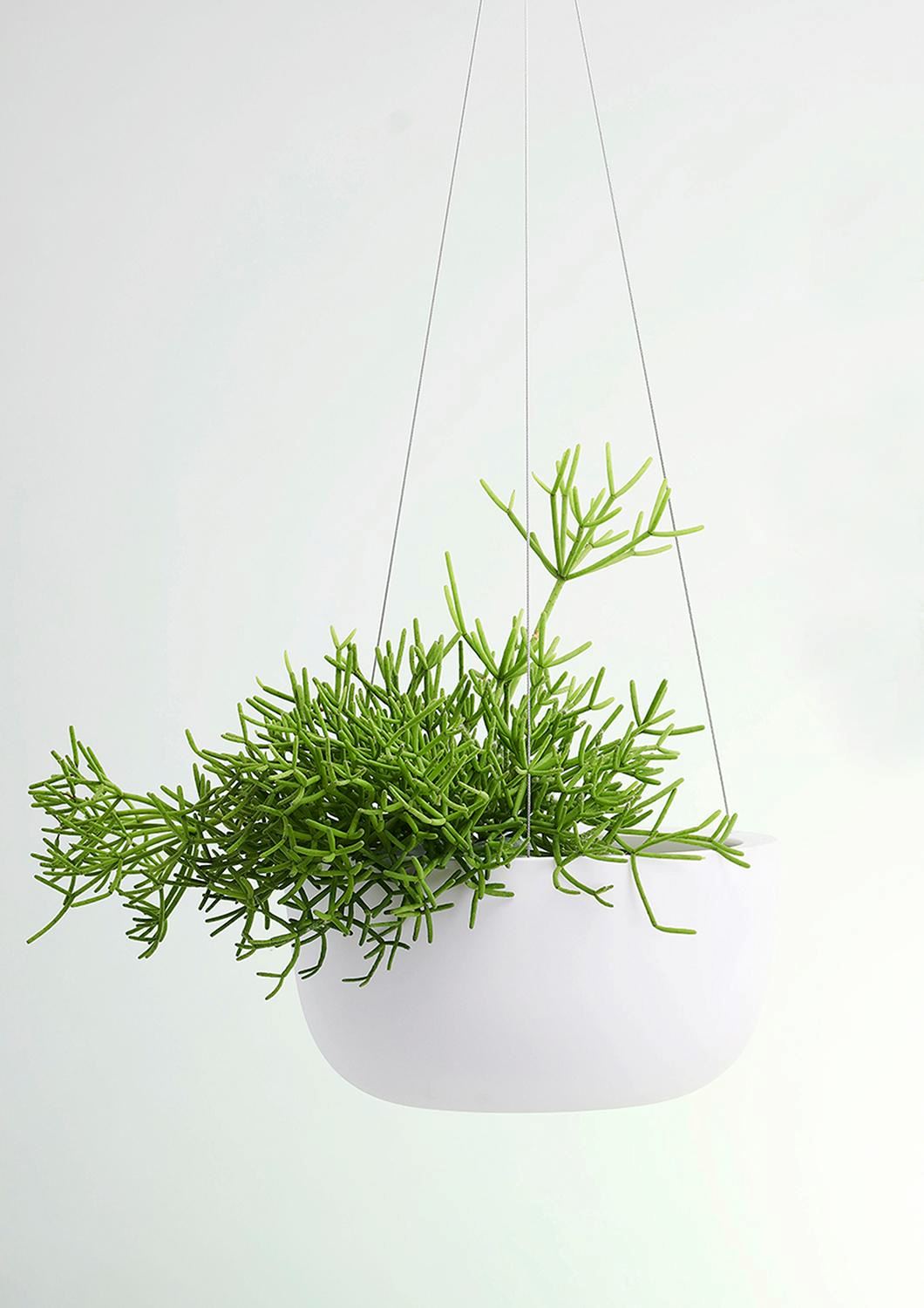 ANGUS & CELESTE Raw Earth Hanging Planter Large - Chalk White POT - Zabecca Living