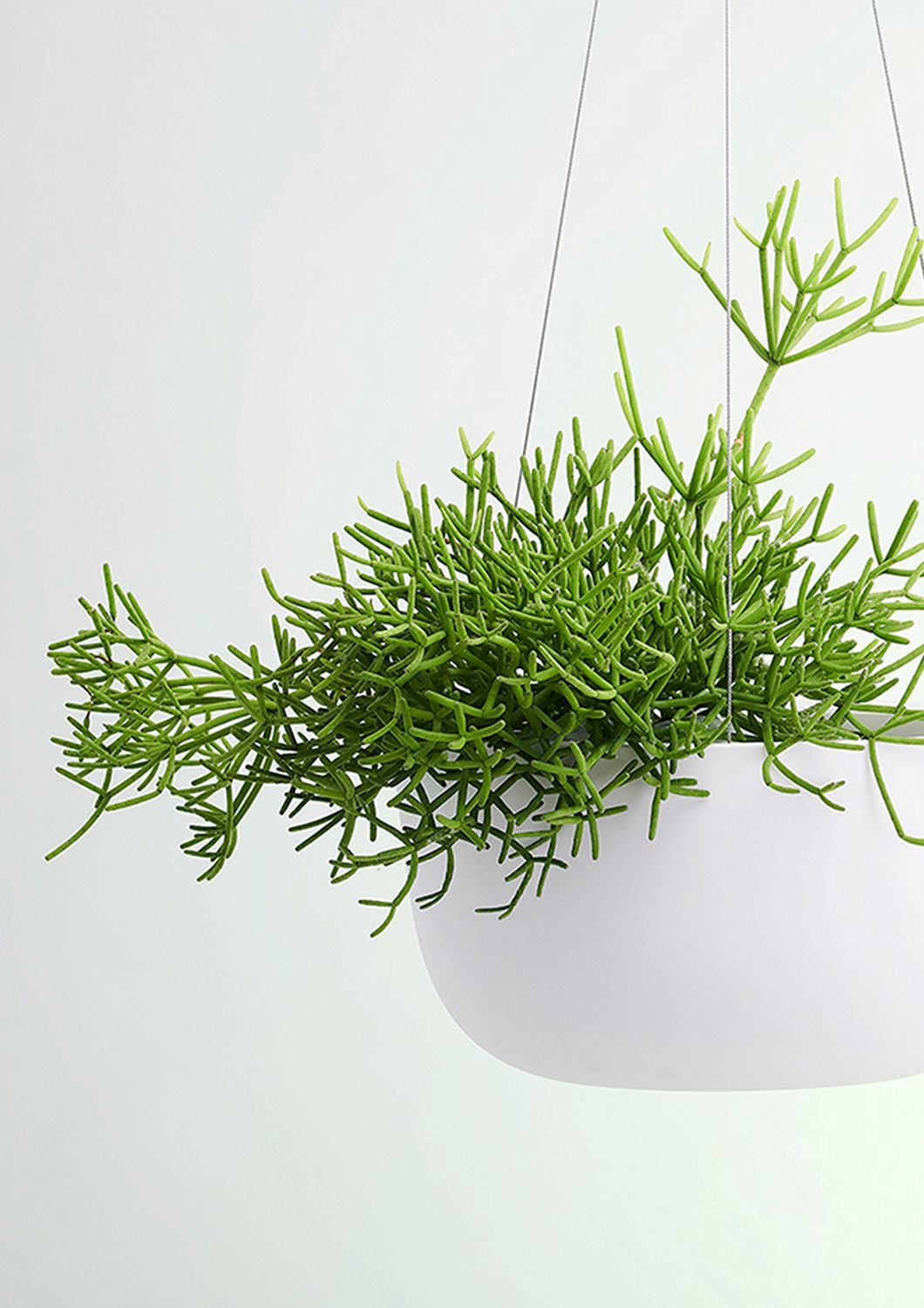 ANGUS & CELESTE Raw Earth Hanging Planter Large - Chalk White POT - Zabecca Living