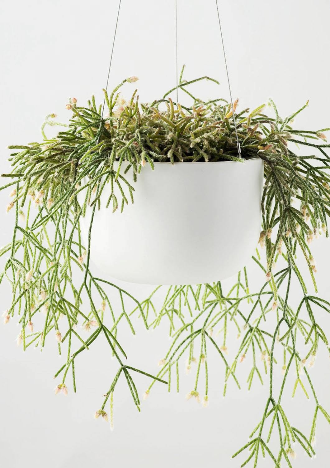 ANGUS & CELESTE Raw Earth Hanging Planter Mid - Chalk White POT - Zabecca Living