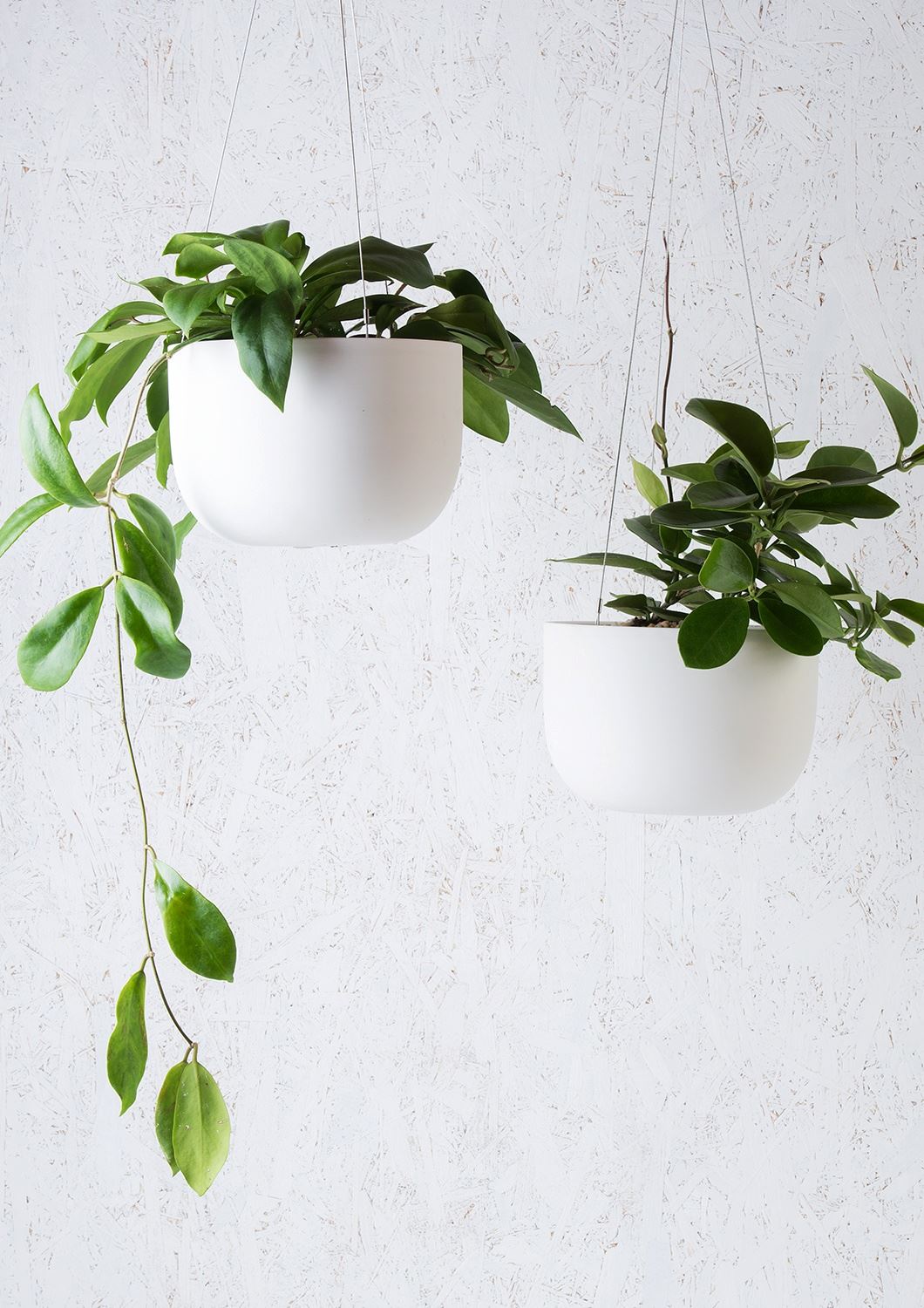 ANGUS & CELESTE Raw Earth Hanging Planter Mid - Chalk White POT - Zabecca Living