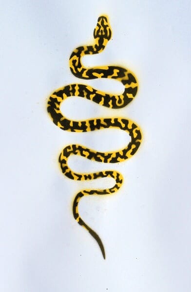 MENNIE Carpet Python/Gabul Socks Socks - Zabecca Living