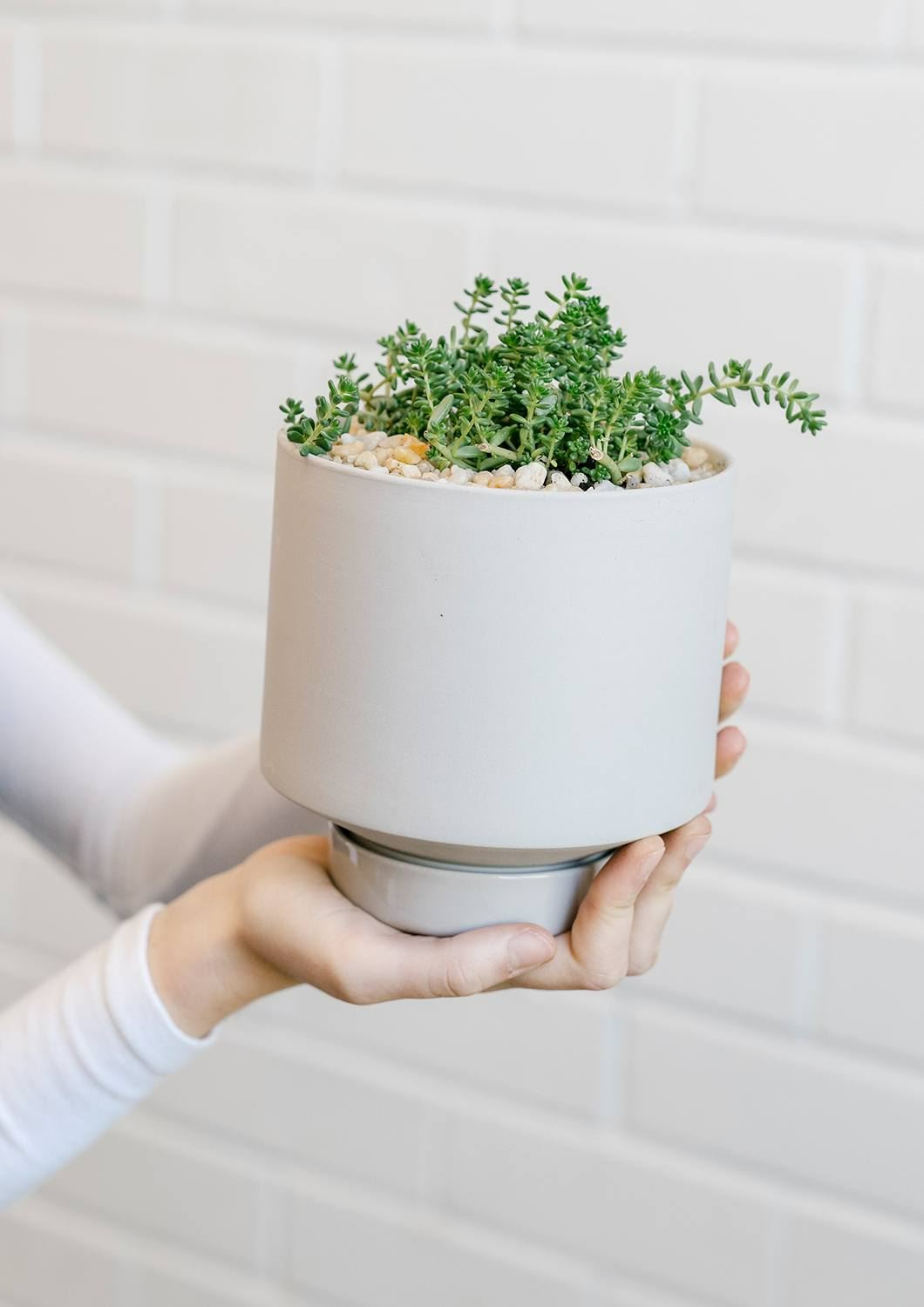 ANGUS &amp; CELESTE Collectors Gro Pot Medium - Light Grey POT - Zabecca Living