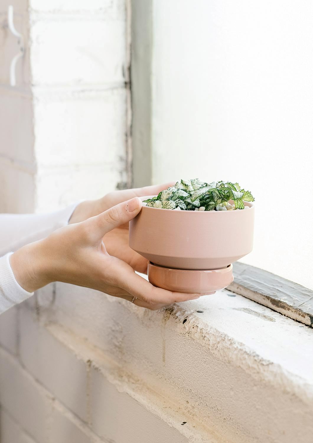 ANGUS & CELESTE Collectors Gro Pot Small - Ochre POT - Zabecca Living