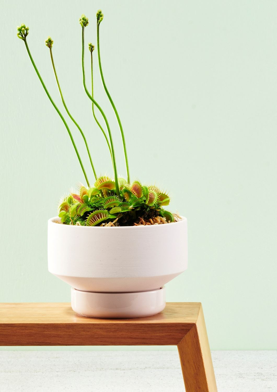 ANGUS &amp; CELESTE Collectors Gro Pot Small - Soft Pink POT - Zabecca Living