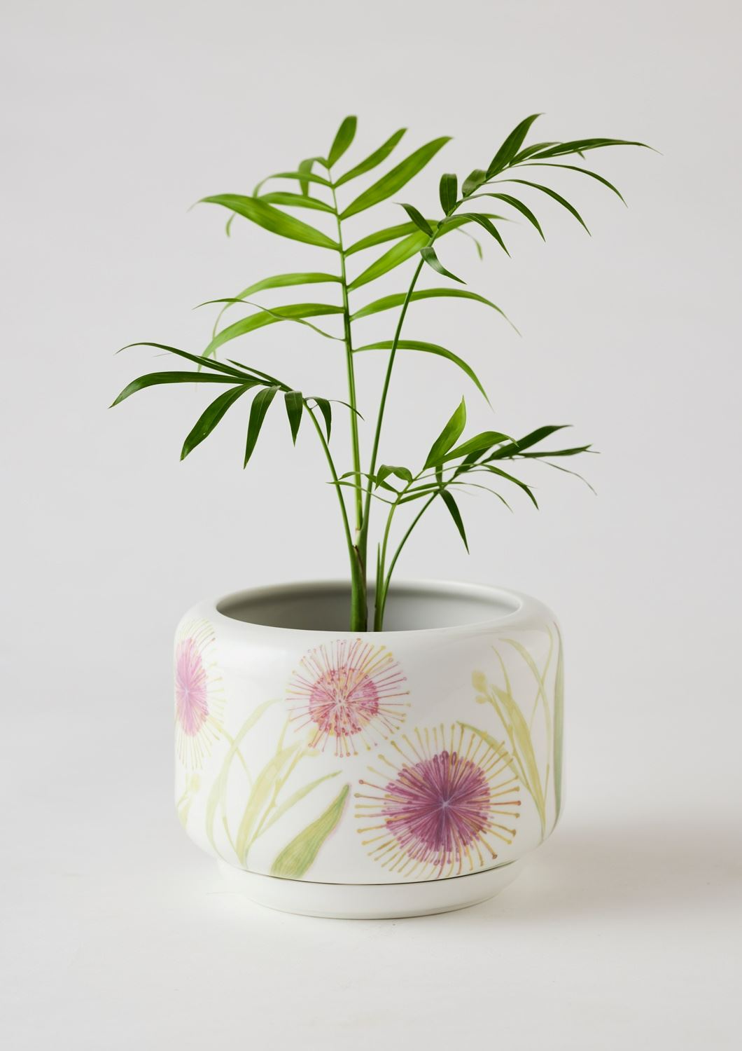 ANGUS & CELESTE Decorative Succulent Pot - Hakea Blossom POT - Zabecca Living