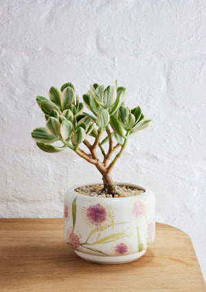ANGUS & CELESTE Decorative Succulent Pot - Hakea Blossom POT - Zabecca Living