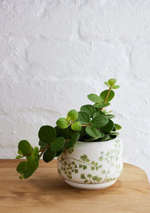 ANGUS & CELESTE Decorative Succulent Pot - Maiden Fern POT - Zabecca Living