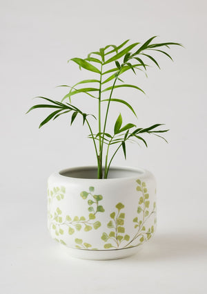 ANGUS & CELESTE Decorative Succulent Pot - Maiden Fern POT - Zabecca Living