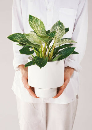 ANGUS & CELESTE Gro Pot Large - White Planter - Zabecca Living