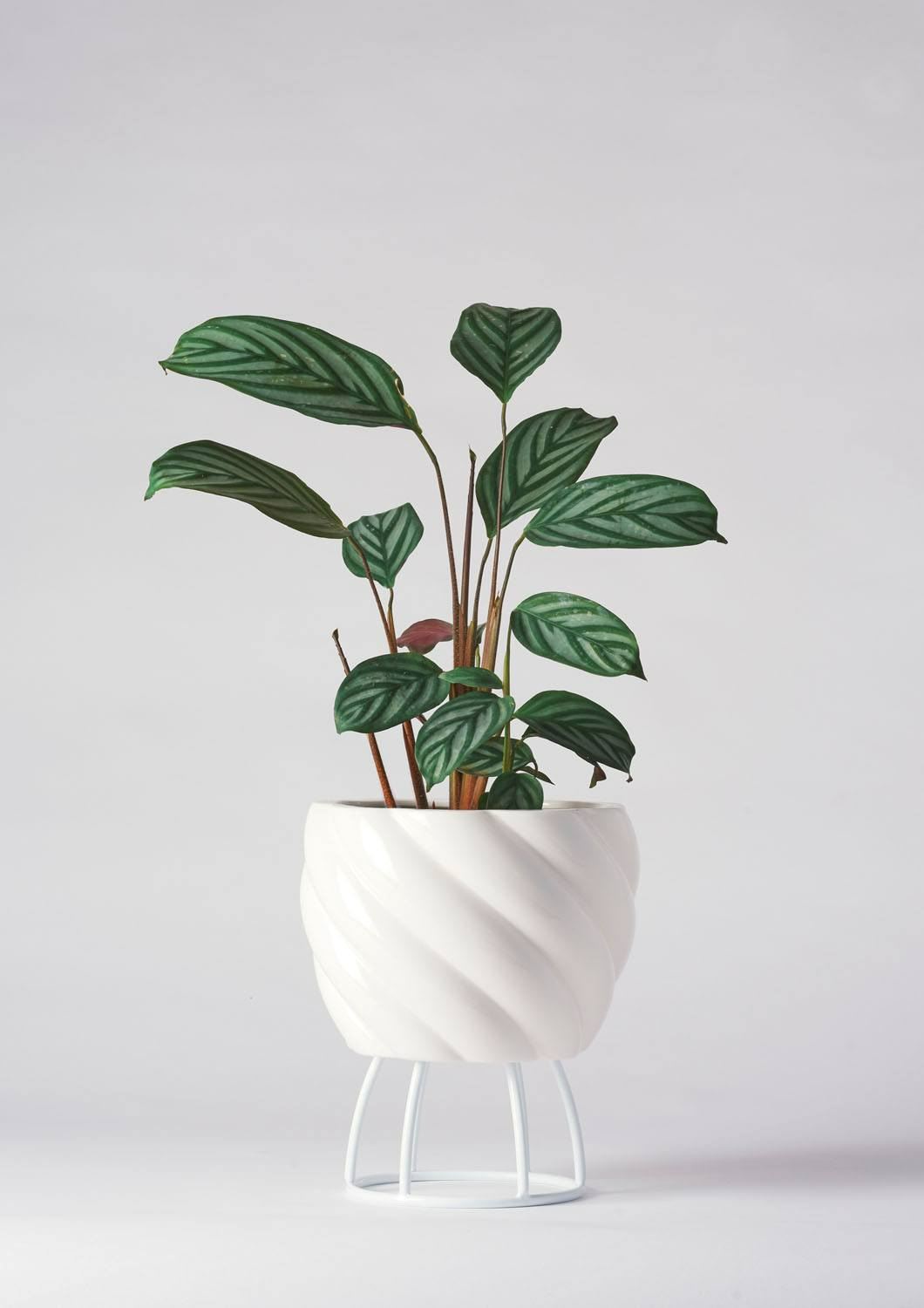 ANGUS &amp; CELESTE Spiral Plant Pot Small - White Planter - Zabecca Living