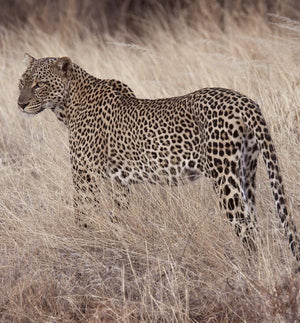 STONEMEN Boxer Brief - Leopard MENS UNDERWEAR - Zabecca Living