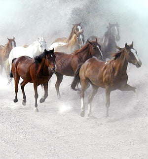 STONEMEN Bralette - Horses UNDERWEAR - Zabecca Living